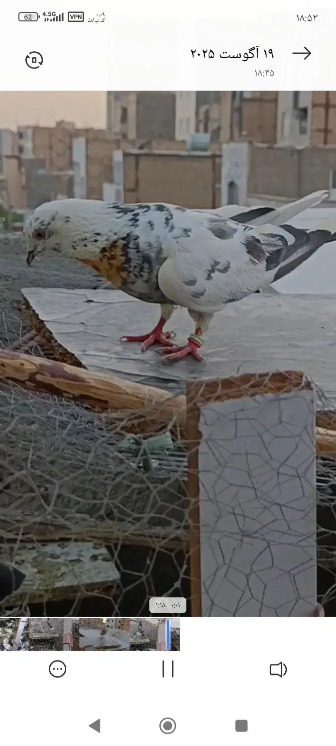 کفتر گم شده|حیوانات|بهارستان, |دیوار