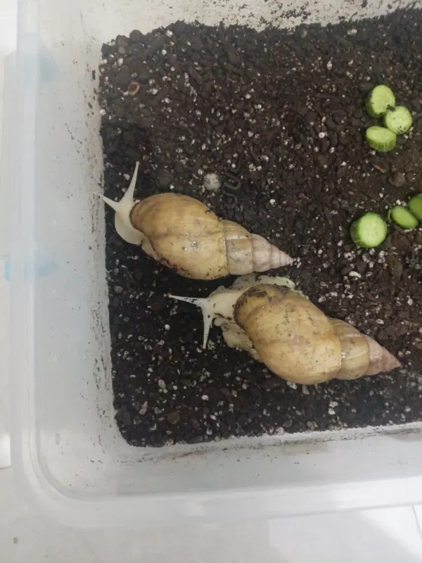 حلزون|خزنده|شیروان (خراسان), |دیوار
