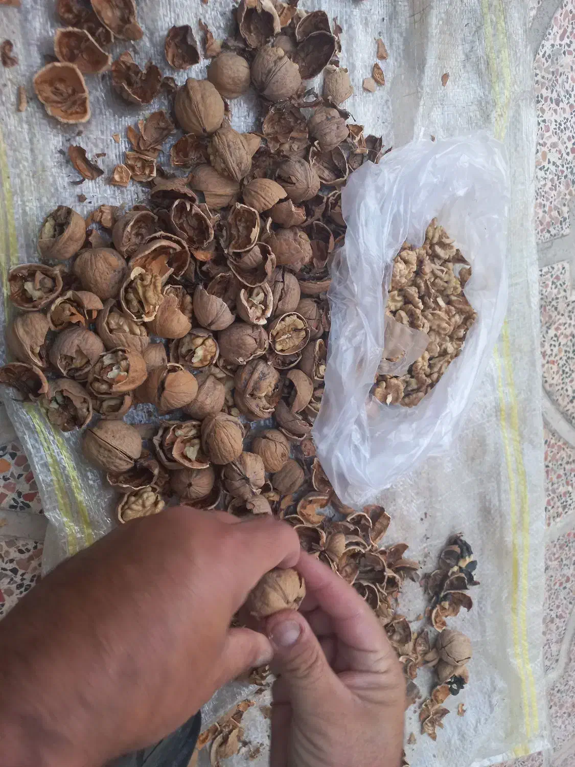 گردو بوانات|حراج|شیراز, فرهنگ شهر|دیوار