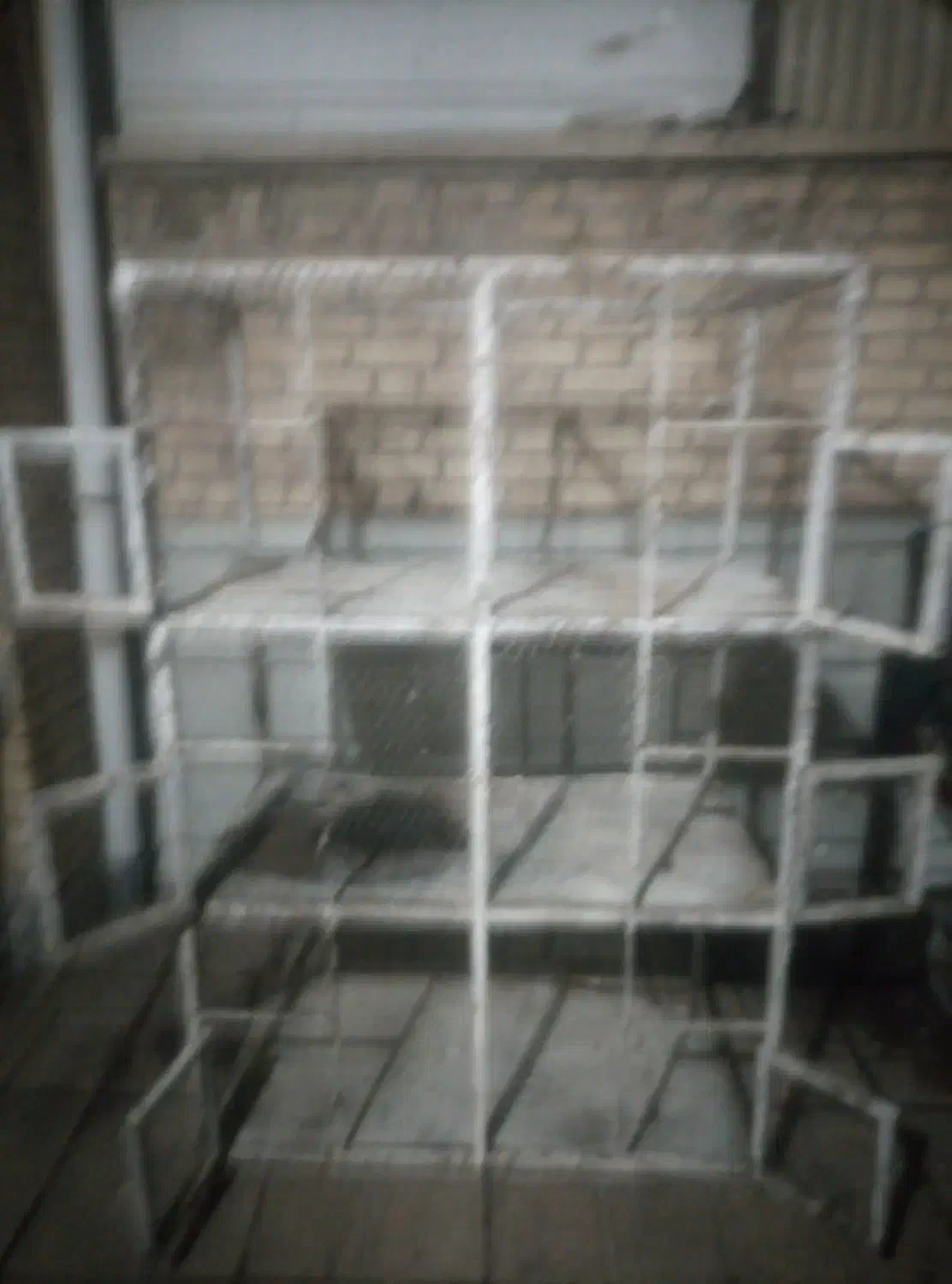 جفت کن کبوتر|لوازم جانبی حیوانات|کرمان, |دیوار