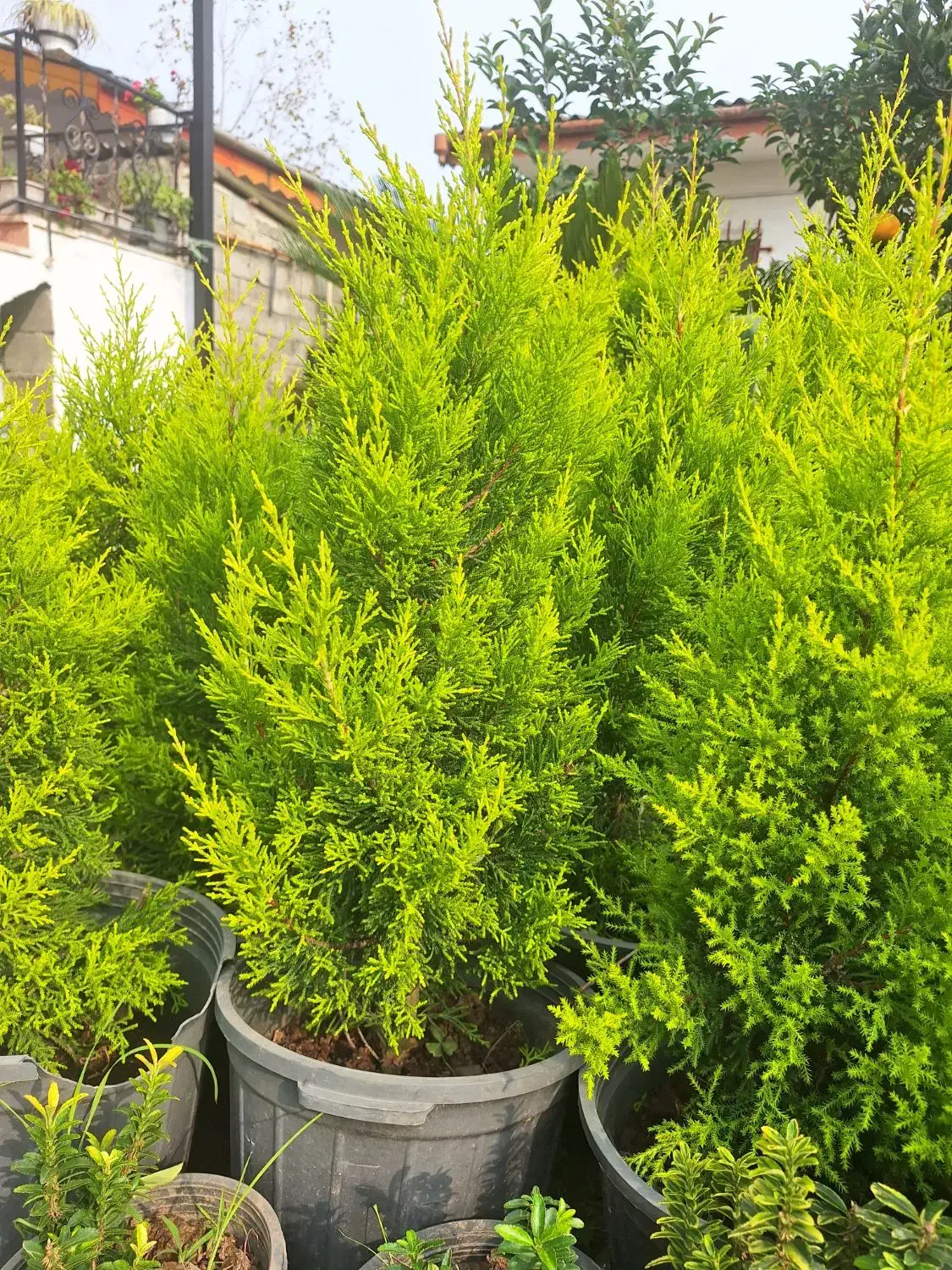 کاج لاوسون طلایی|گل و گیاه طبیعی|چابکسر, |دیوار