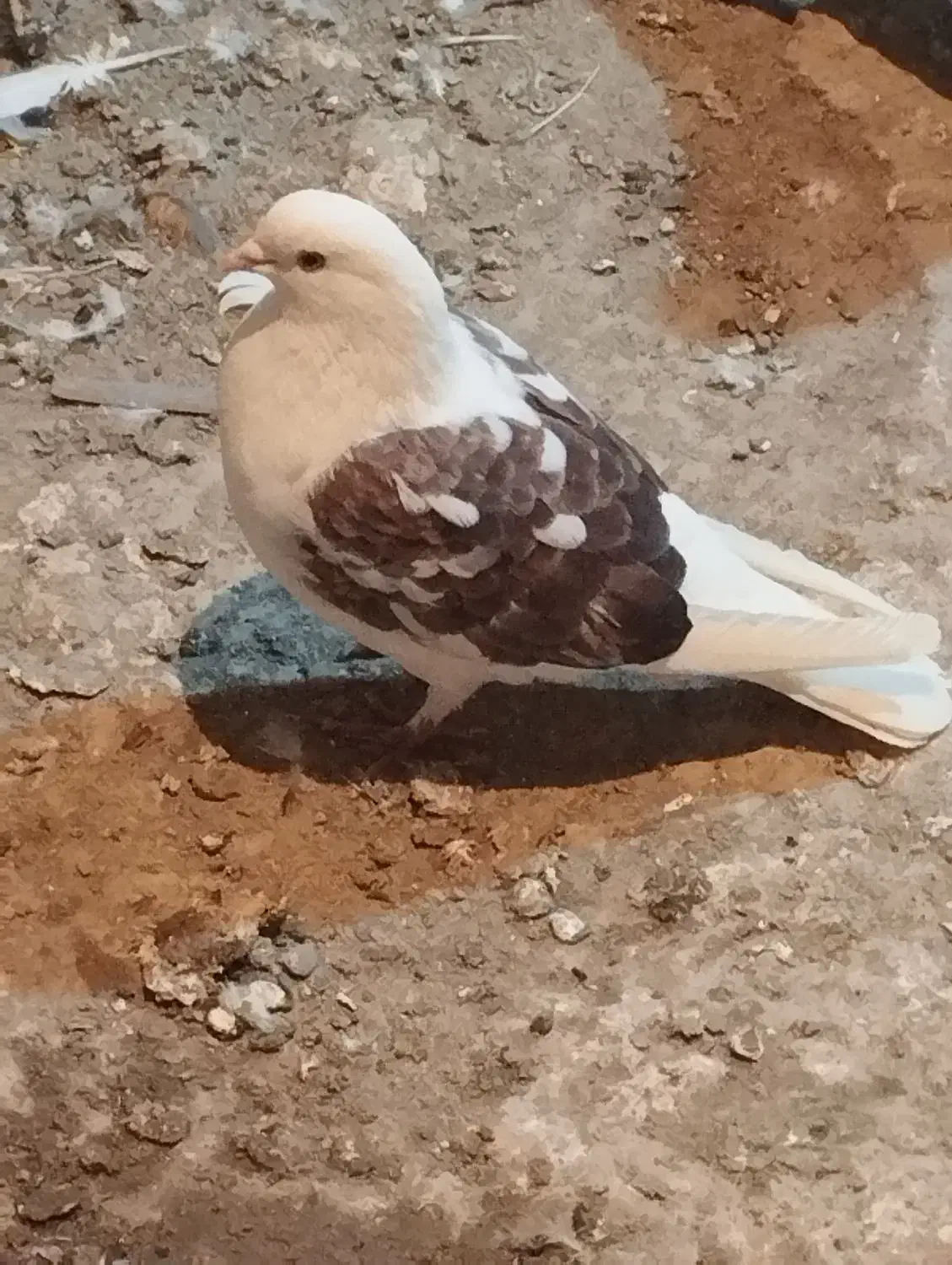 کبوتر پرشی|پرنده|مشگین شهر, |دیوار