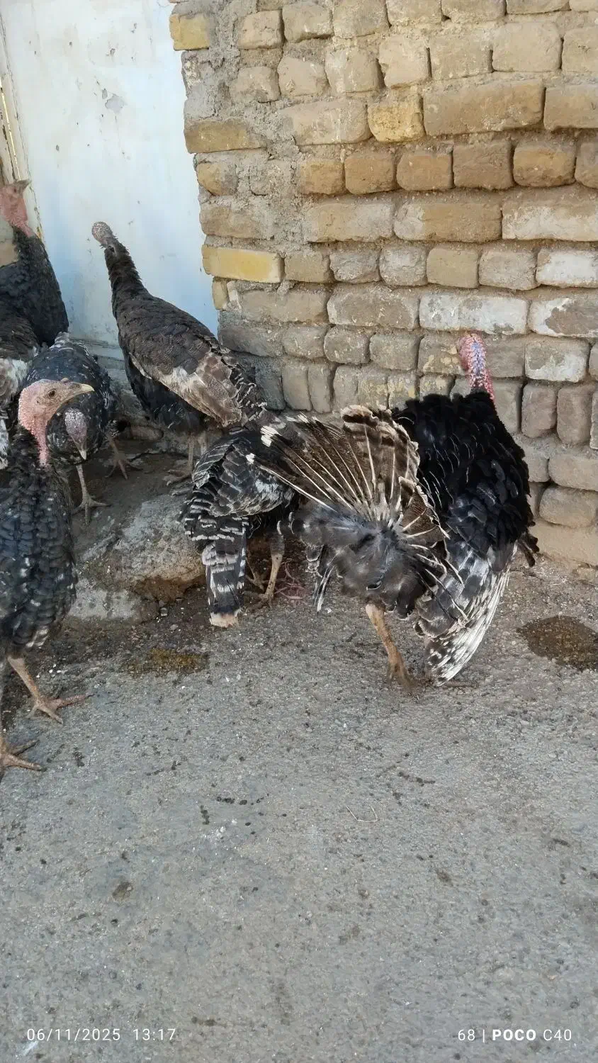 بوقلمون نر و ماده جوجه امسال|حیوانات مزرعه|بوئین زهرا, |دیوار