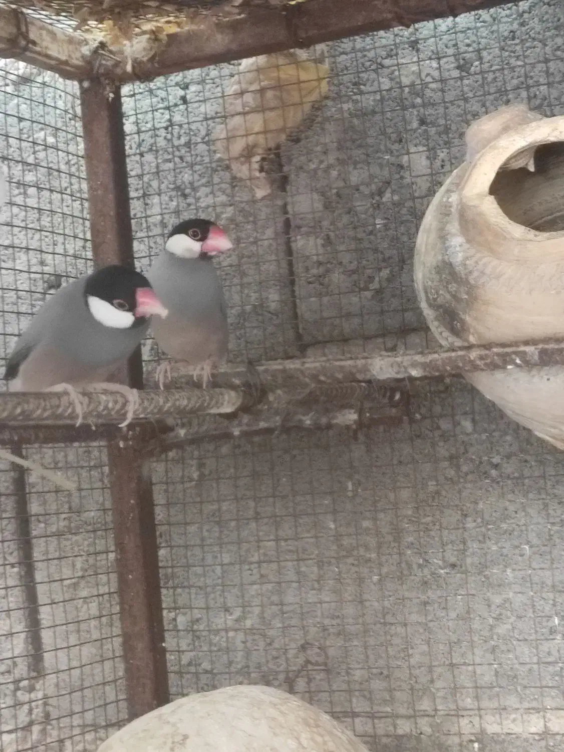 فنج نرگسی|پرنده|میناب, |دیوار