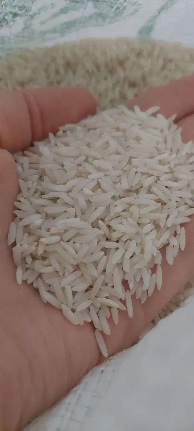 برنج طارم هاشمی فریدونکنار|خوردنی و آشامیدنی|هشتگرد, فاز ۷ مهستان|دیوار