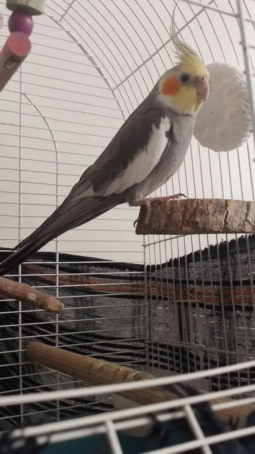 عروس هلندی نر و ماده|پرنده|تهران, افسریه جنوبی|دیوار