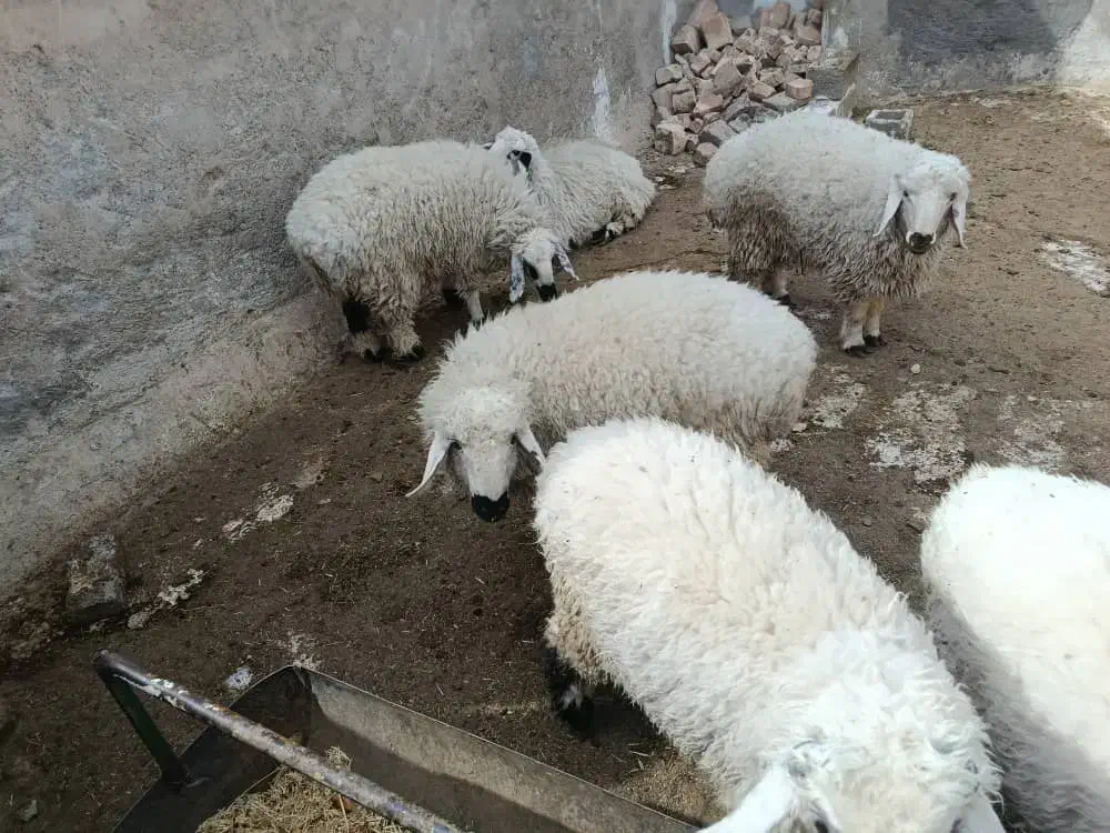 5 عدد بره نر و ماده چاق چاق|حیوانات مزرعه|زاهدان, |دیوار