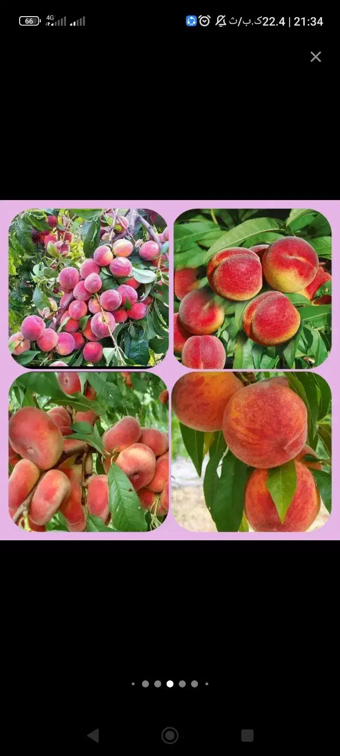 فروش نهال های با کیفیت و اصلاح شده|خدمات باغبانی و درختکاری|کرمانشاه, |دیوار