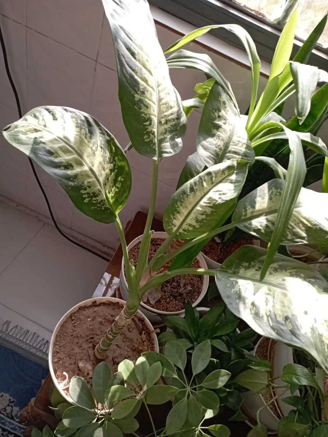 گل اپارتمانی|گل و گیاه طبیعی|پاکدشت, پاکدشت (مامازند)|دیوار