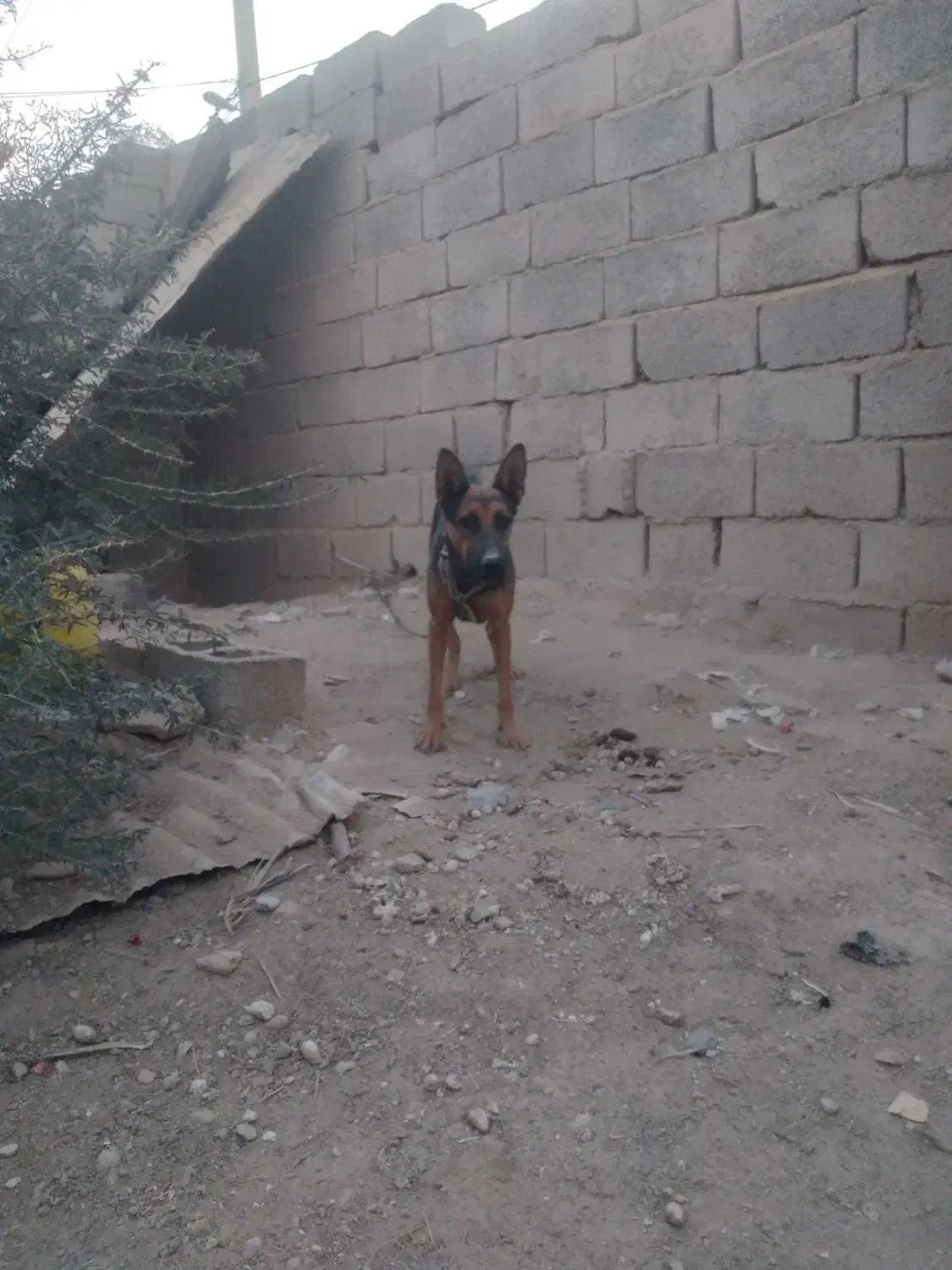 سگ فروشی|سگ|ایرانشهر, |دیوار