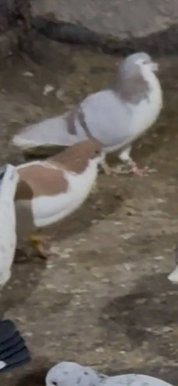 آیدی سرخ گم شده لطفا هر کی گرفته زنگ بزنه|حیوانات|نیشابور, شهرک بهارستان|دیوار