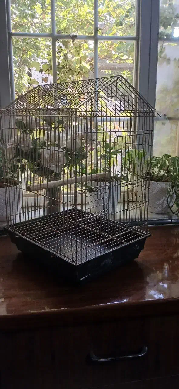 دوعدد قفس تمیز ومرتب|لوازم جانبی حیوانات|شیروان (خراسان), |دیوار