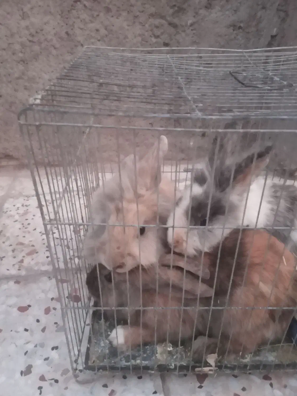 خرگوش لوپ پشمالو|موش و خرگوش|رفسنجان, |دیوار