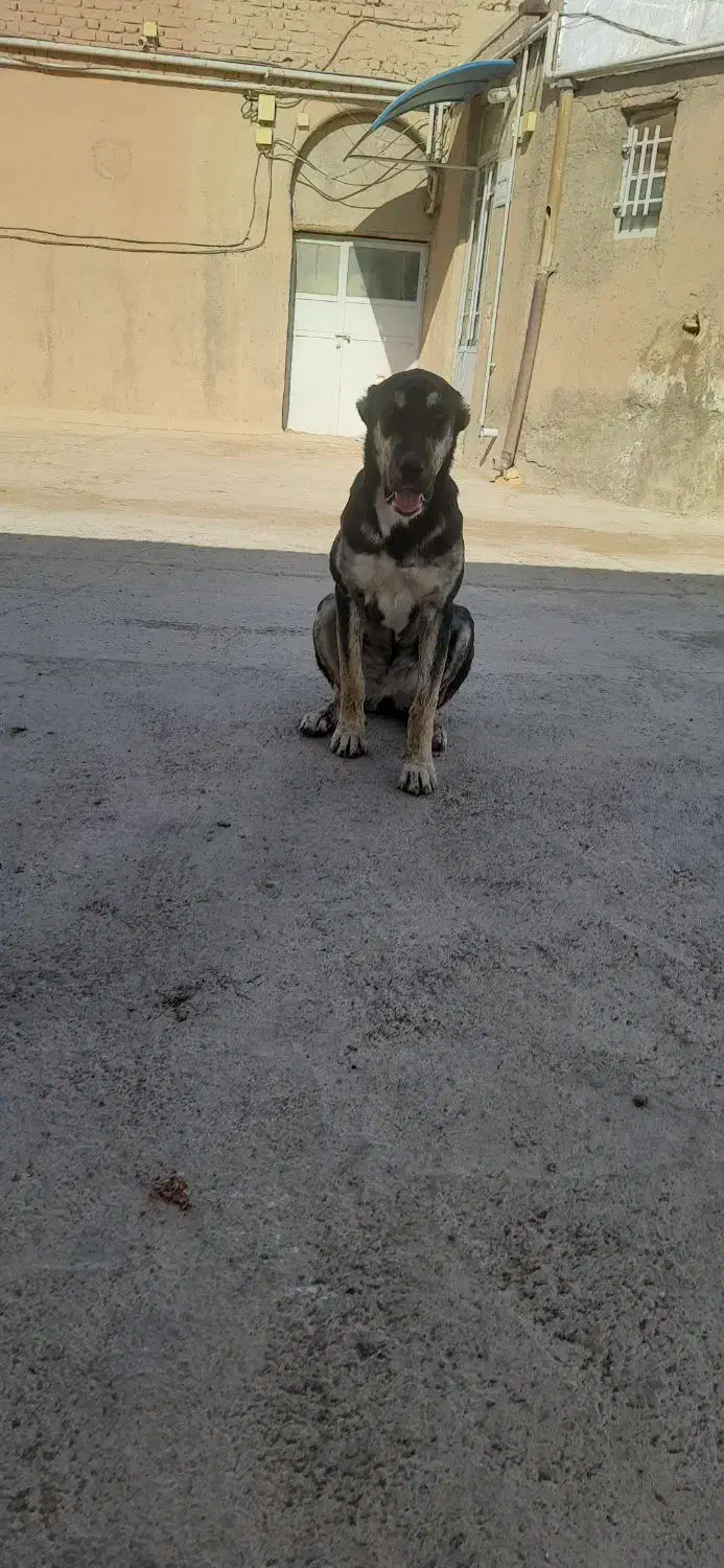 سگ خراسانی|سگ|سبزوار, خسروجرد|دیوار