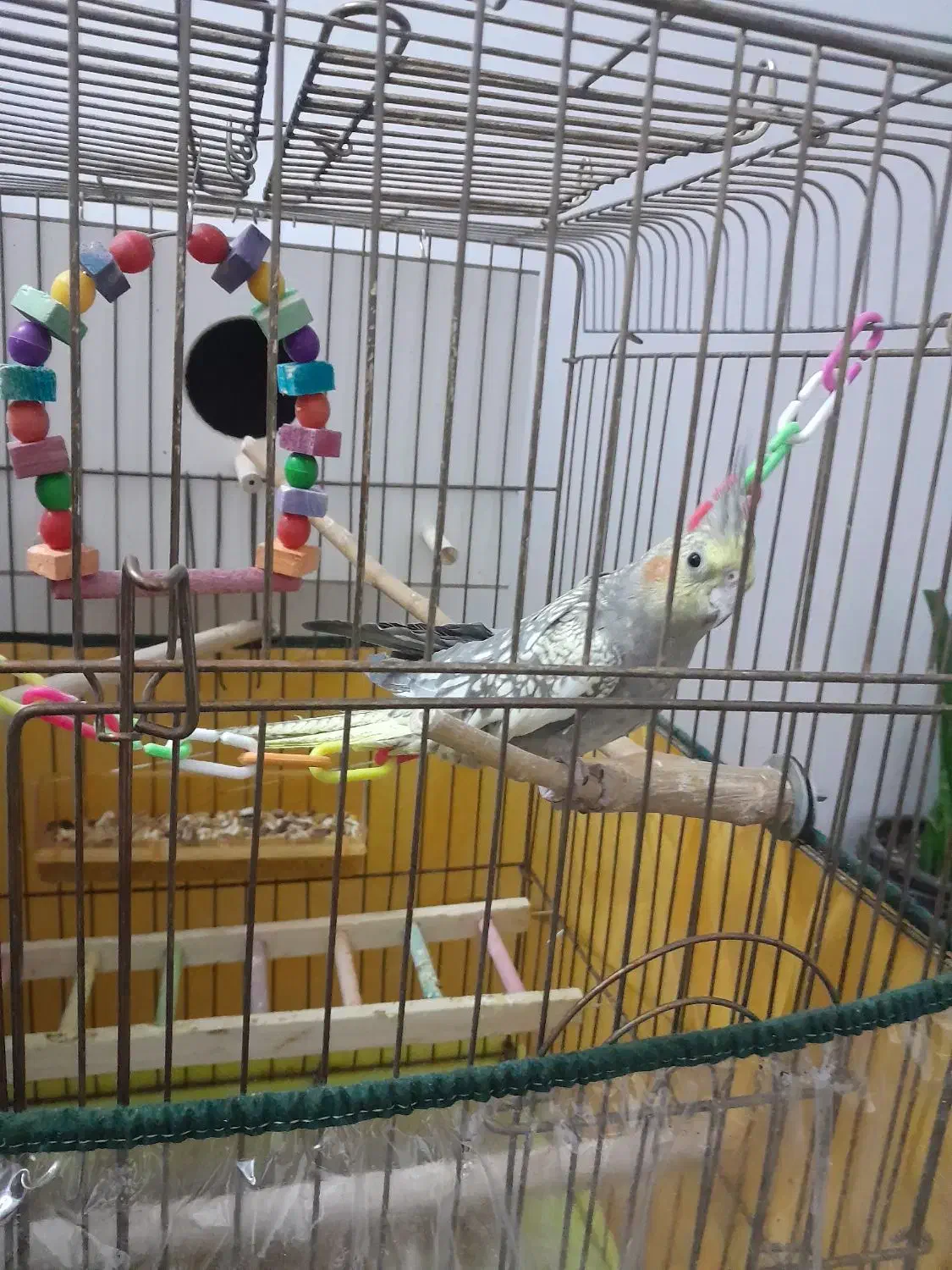 عروس هلندی نر معاوضه با ماده|پرنده|سبزوار, زینبیه|دیوار