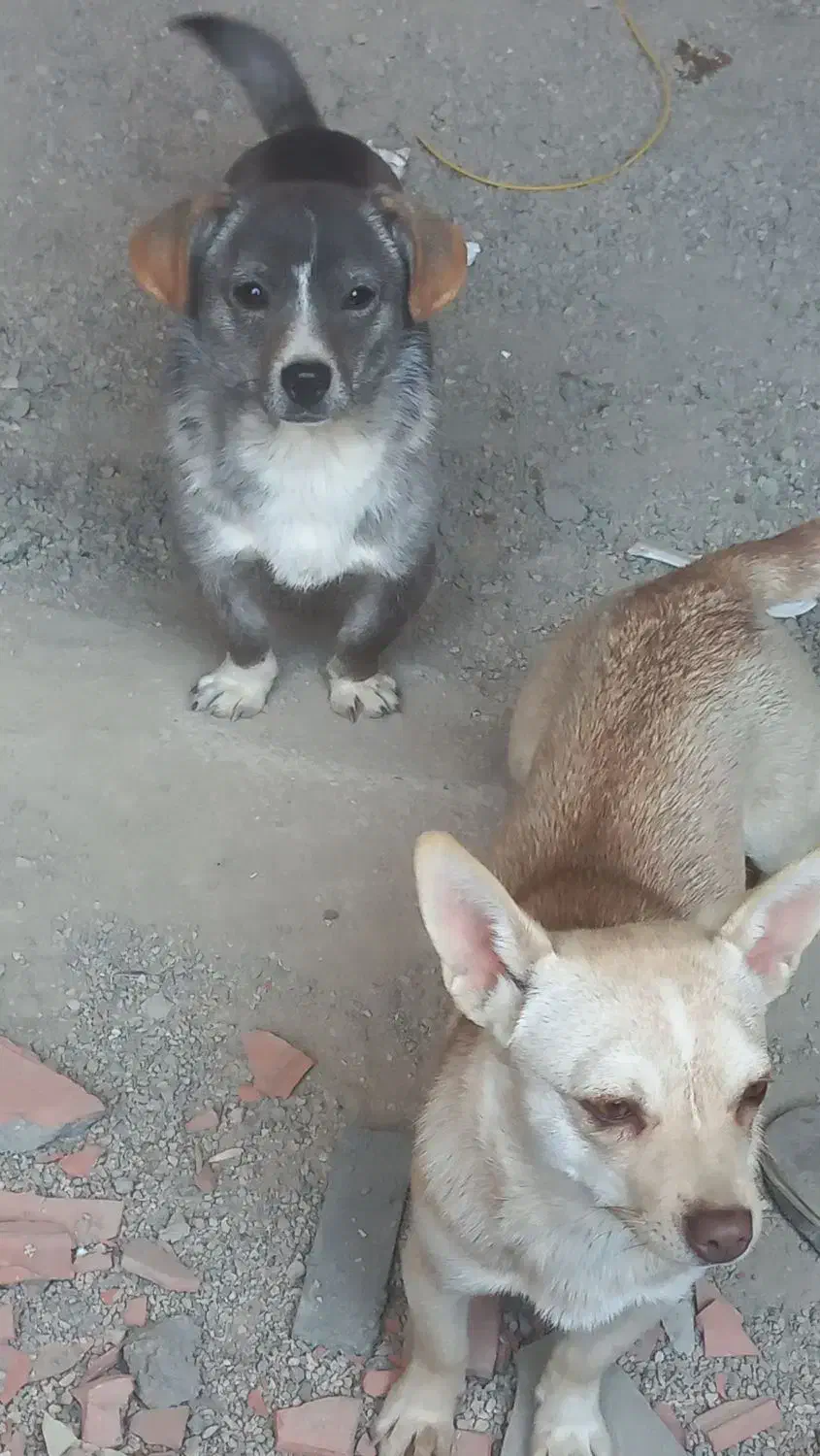 فروش پاکوتاه جک راسل جفت نروماده|سگ|آزادشهر, |دیوار