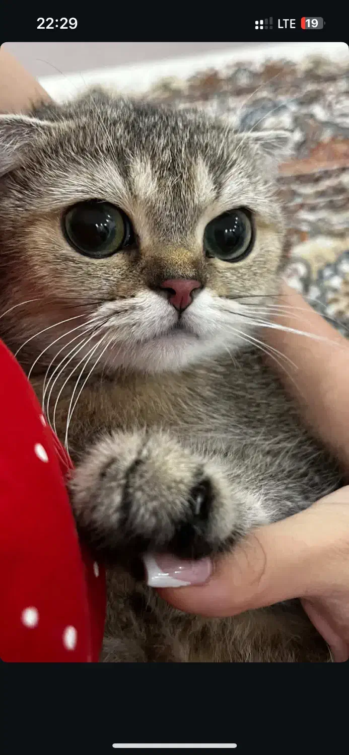 بچه گربه|گربه|همدان, |دیوار