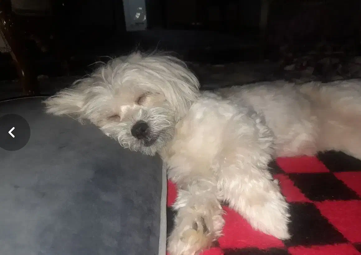 حیوان خانگی|سگ|سقز, |دیوار