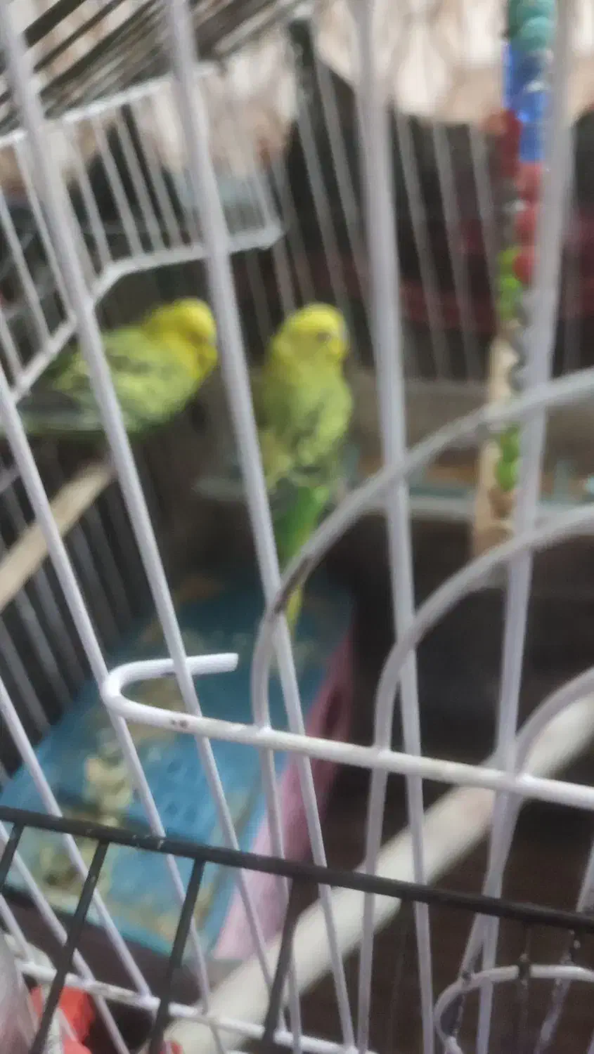 مرغ عشق فروشی|پرنده|ایرانشهر, |دیوار