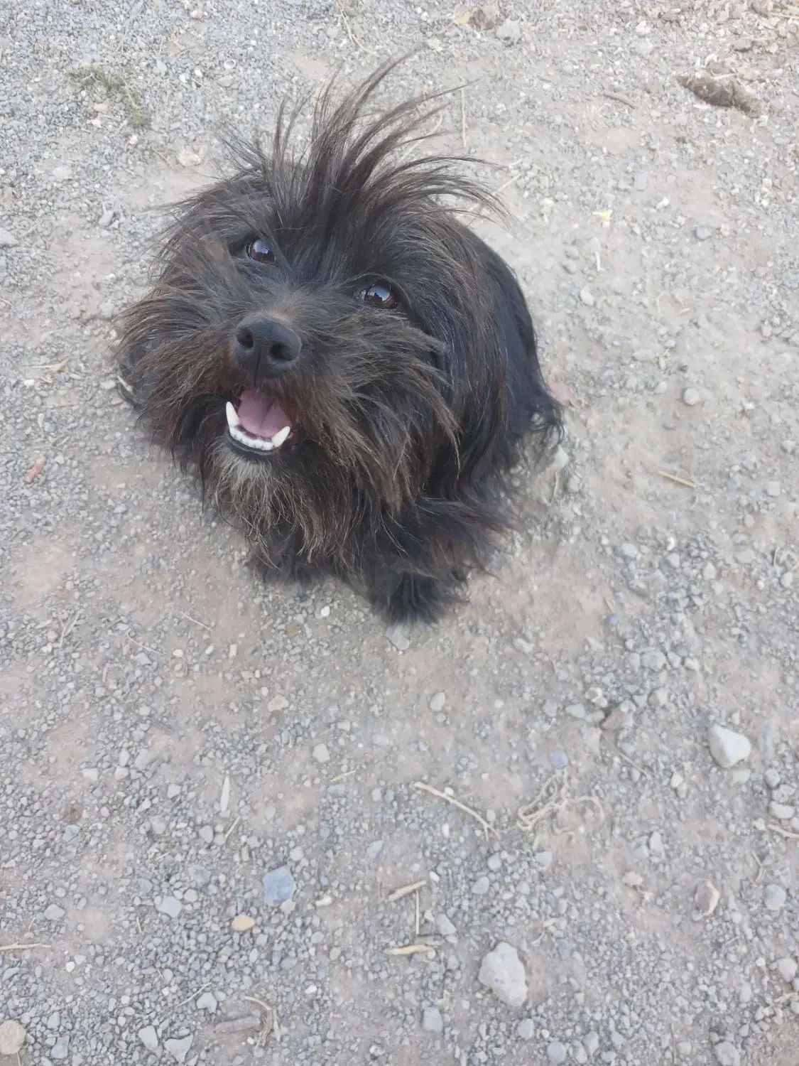 سگ سیاه|حیوانات|قوچان, |دیوار