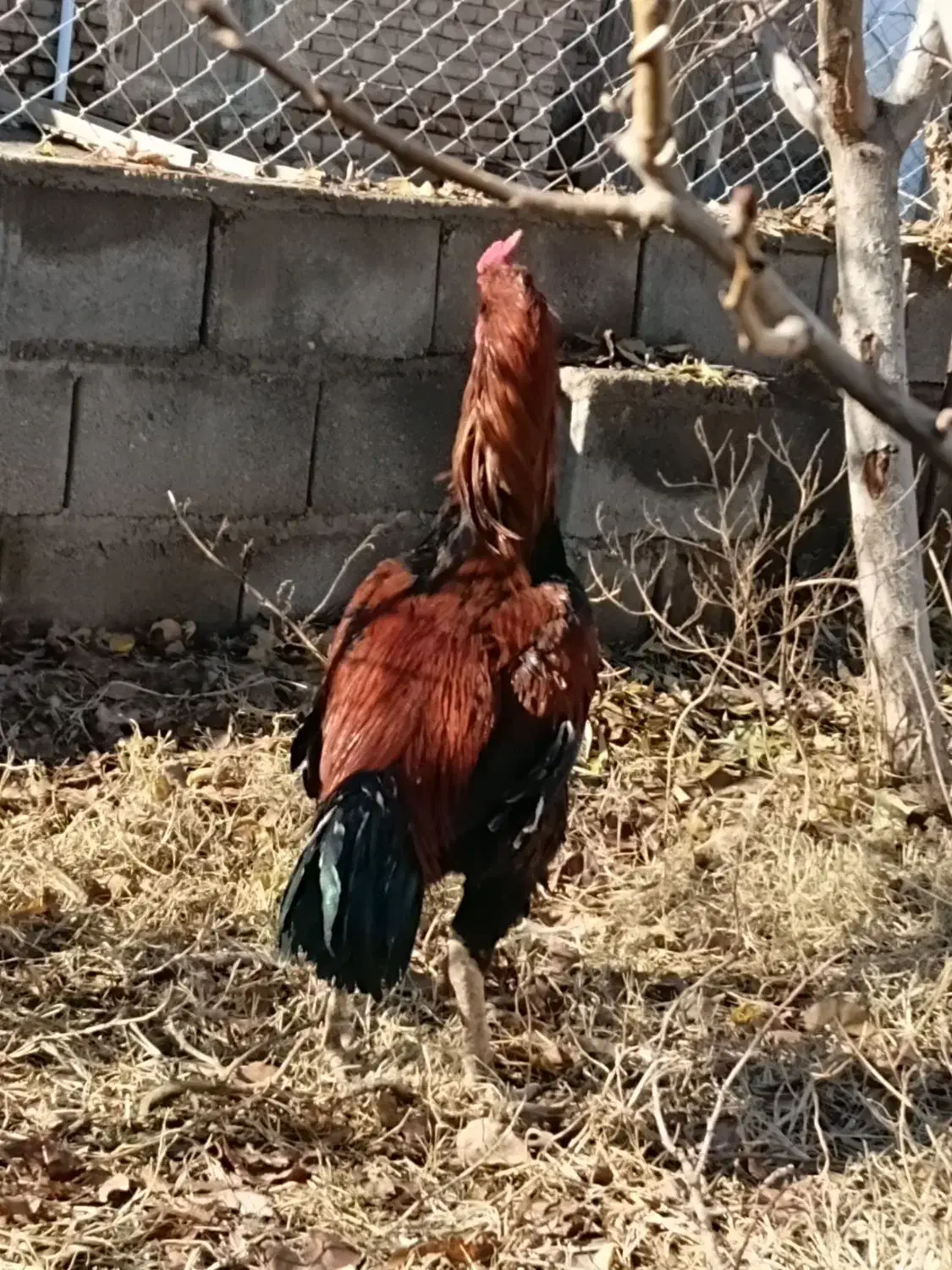 لاری درجه یک|حیوانات مزرعه|کشکسرای, |دیوار