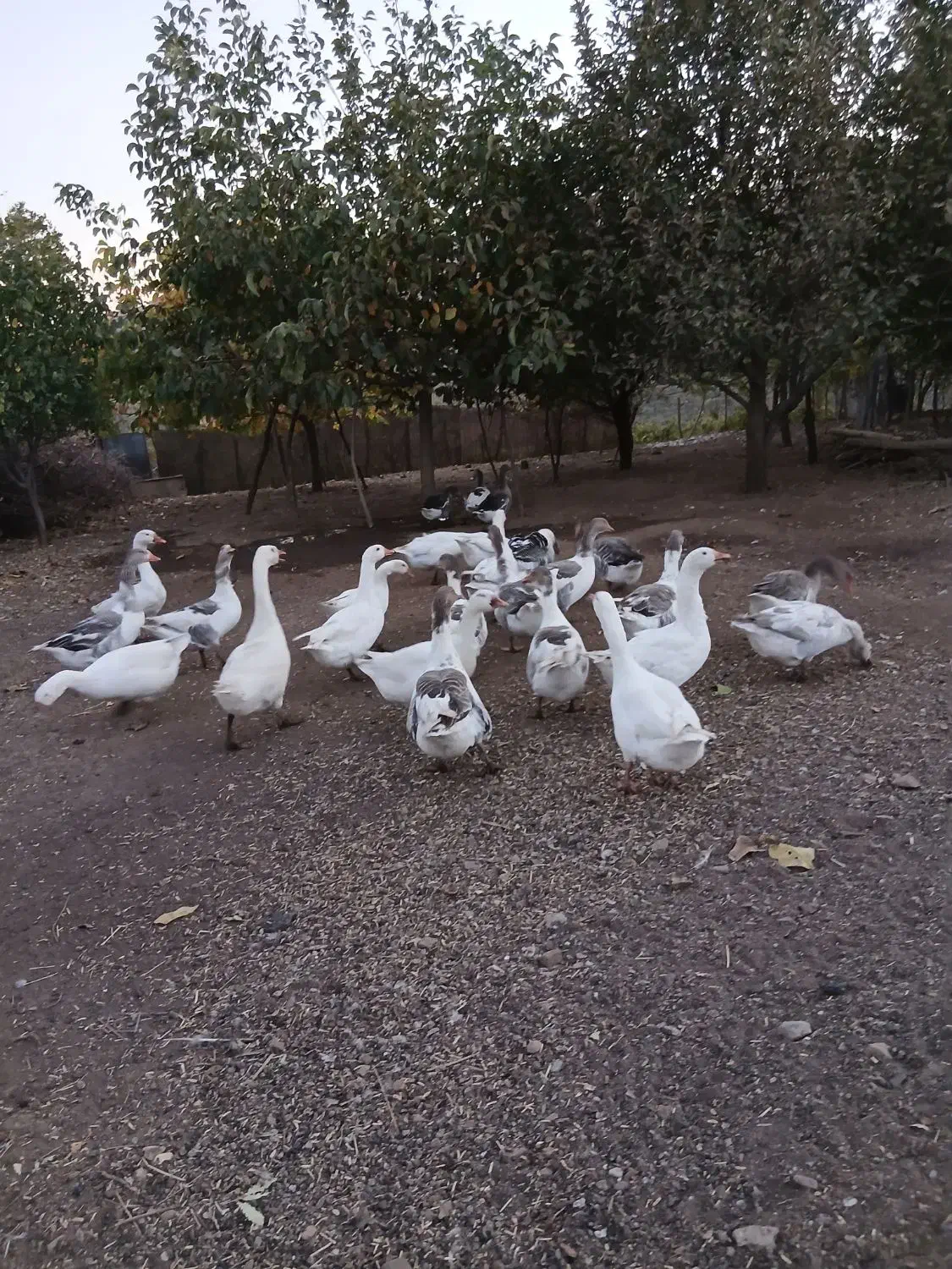 فروش تعدادی غازمحلی|حیوانات مزرعه|پیرانشهر, |دیوار