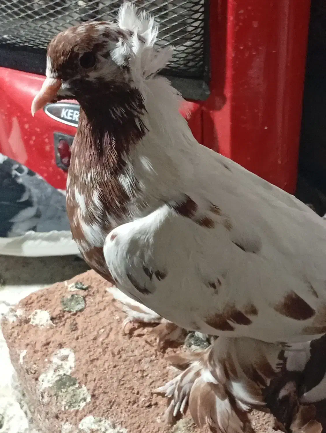 ککیلی|پرنده|اردبیل, |دیوار