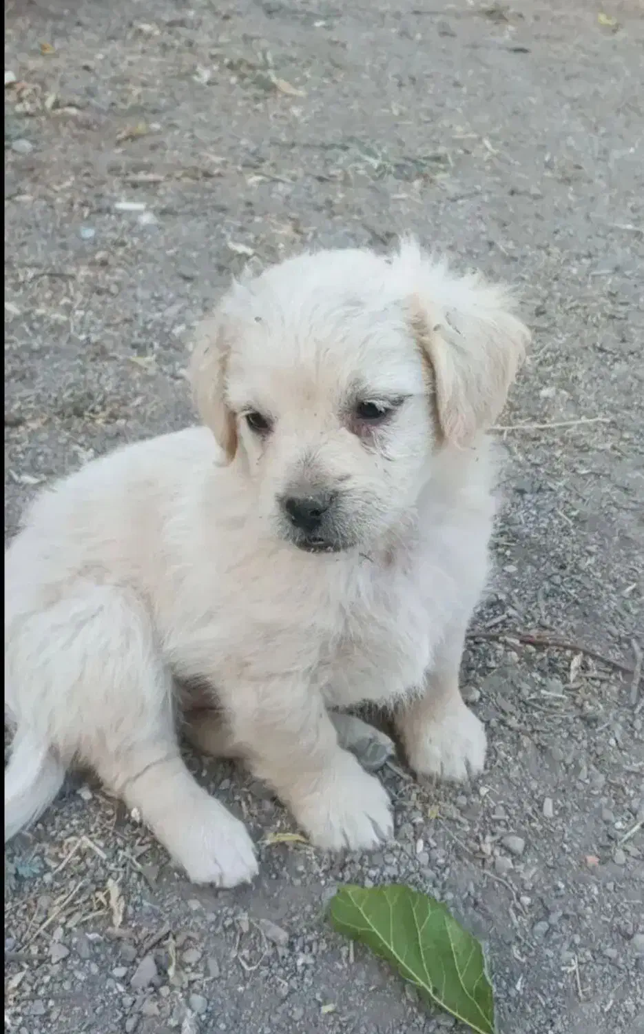 سگ پاکوتاه|سگ|زنجان, |دیوار