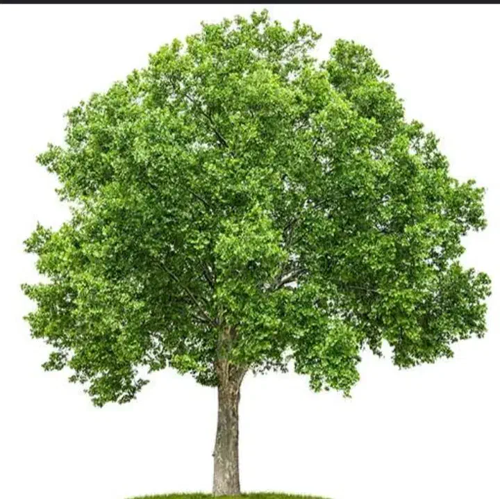 نهال چنار ۲ ساله|گل و گیاه طبیعی|میاندوآب, |دیوار