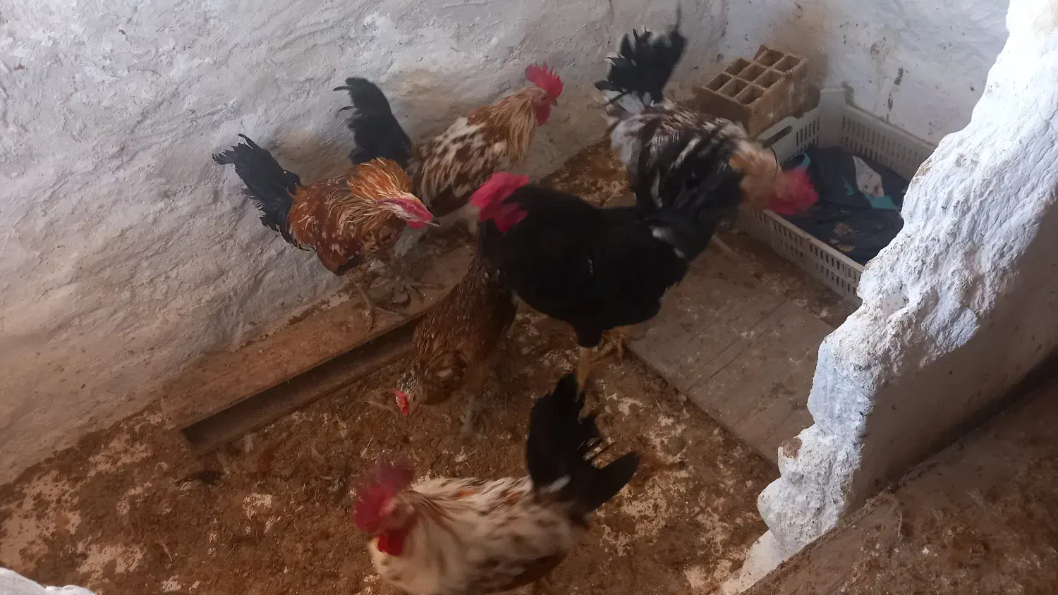 فروش خروس گلین ۷ ماهه سالم|حیوانات مزرعه|باسمنج, |دیوار