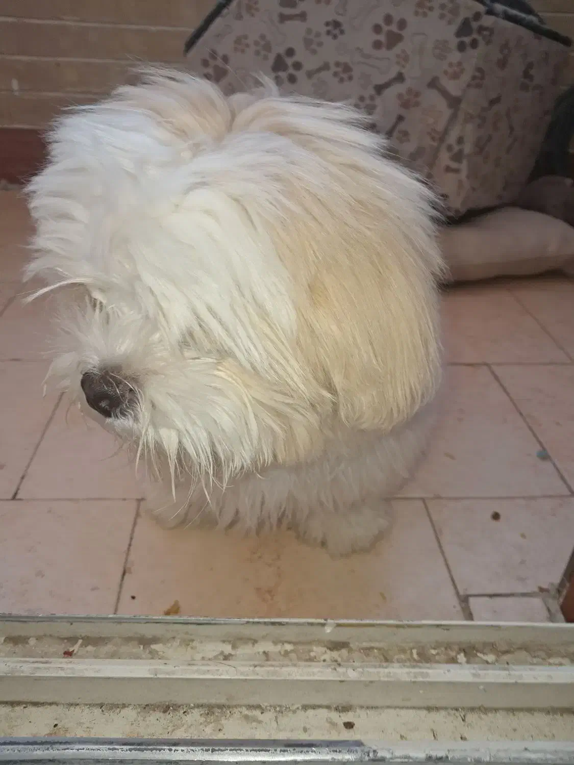 سگ شیتزو|سگ|اصفهان, شهرک میلاد|دیوار