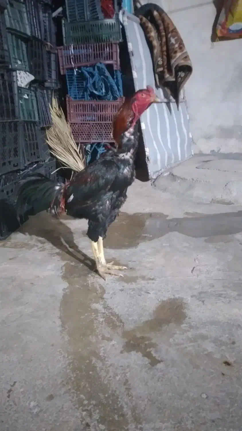 خروس لاری|حیوانات مزرعه|سرپل ذهاب, |دیوار