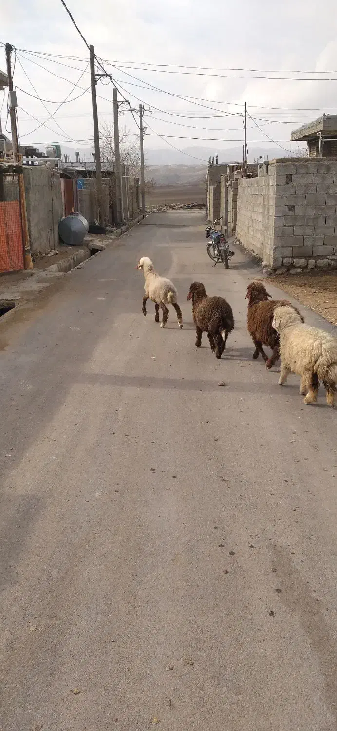 فروش|حیوانات مزرعه|آبدانان, |دیوار