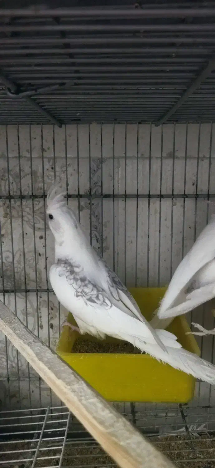 عروس هلندی دوکت البینو|پرنده|بندرعباس, |دیوار