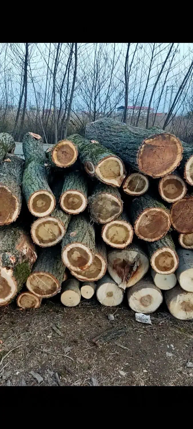 خریدار چوب باغی .کاتین صنوبر. چوب پرتقال.ساختمانی|خدمات باغبانی و درختکاری|تنکابن, |دیوار