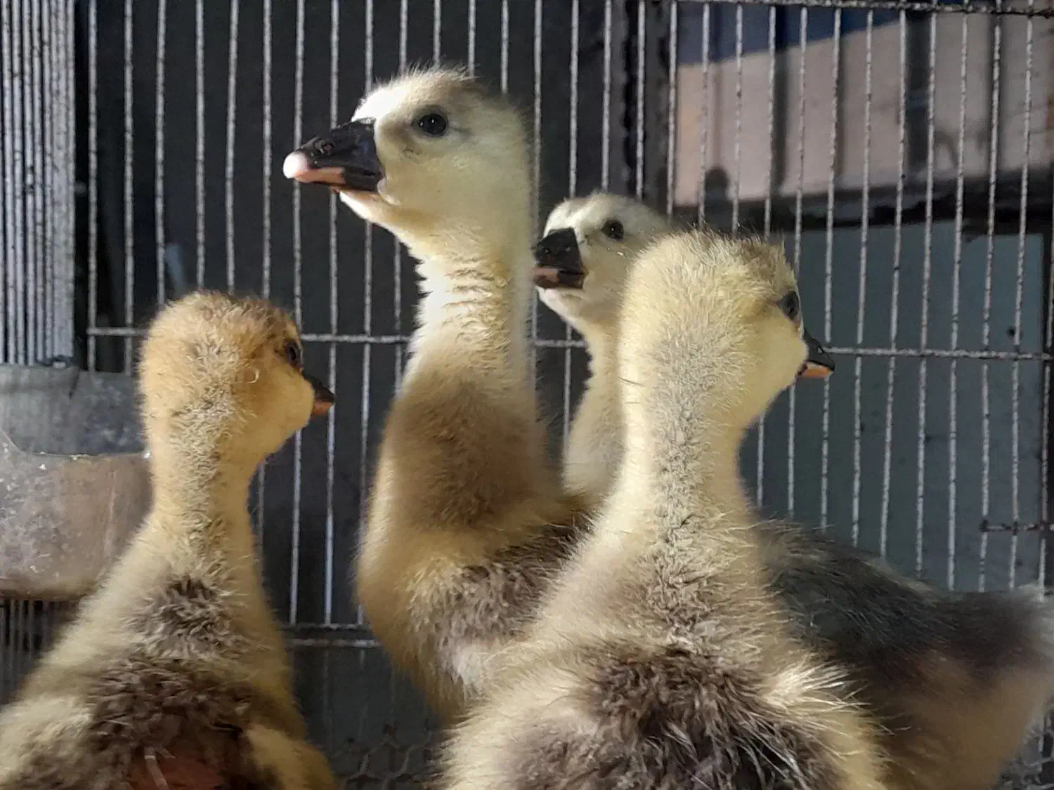 جوجه قوغاز، بوقلمون، اردک، خروس|حیوانات مزرعه|نیشابور, فضل|دیوار