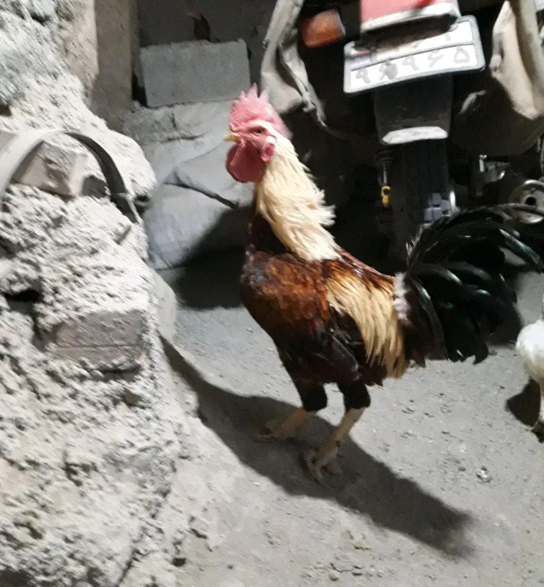 خروس محلی|حیوانات مزرعه|سنندج, |دیوار