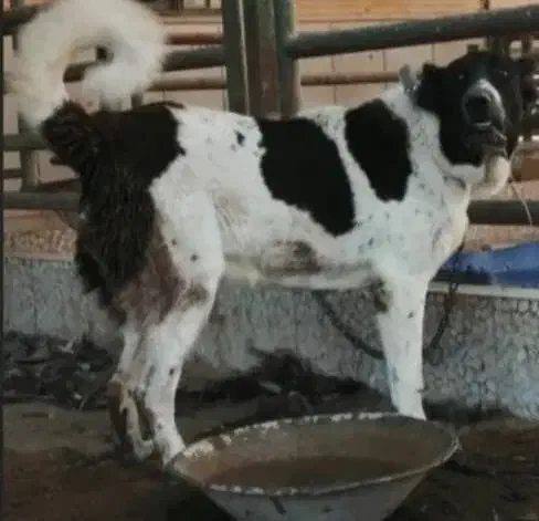 واگذاری توله سگ قدرجونی|سگ|اصفهان, قهاب جنوبی|دیوار