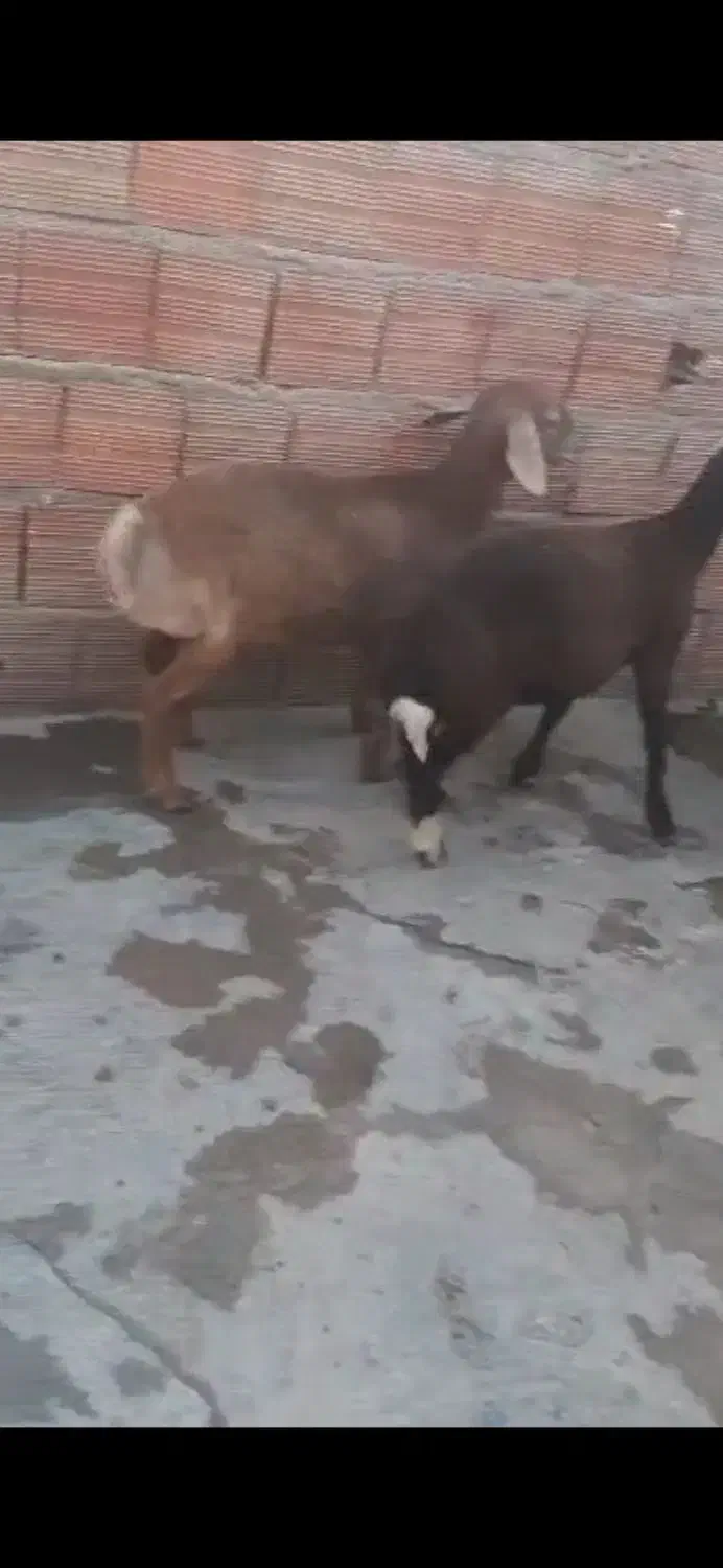 بر ماده چاق|حیوانات مزرعه|خان ببین, |دیوار