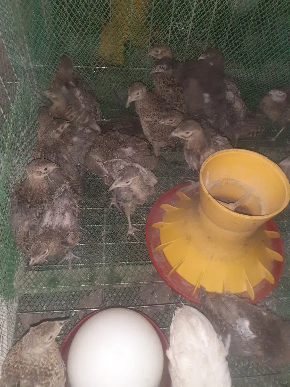 فروش خروس آمریکایی قرقا|حیوانات مزرعه|گلمکان, |دیوار