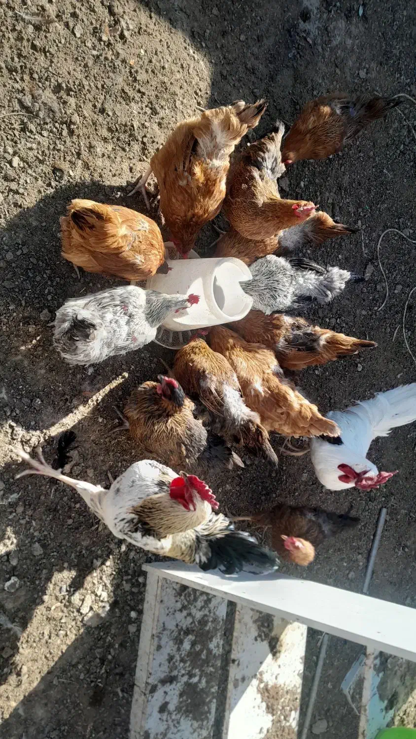 مرغ و خروس|حیوانات مزرعه|تایباد, |دیوار