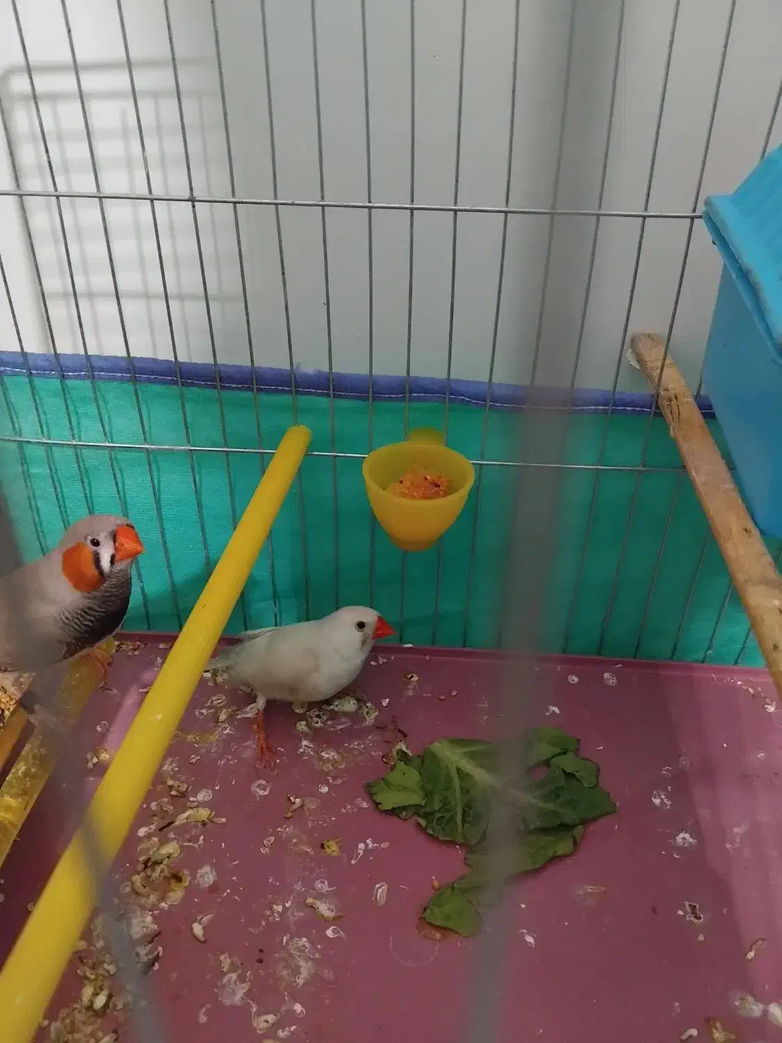 چند عدد وسیله فروشی|حراج|الشتر, |دیوار