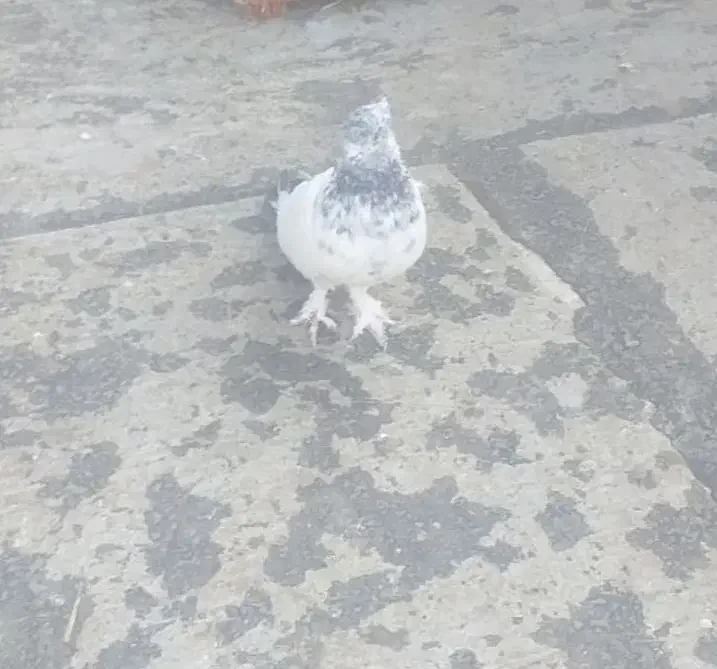 کبوتر ماده|پرنده|ابهر, |دیوار