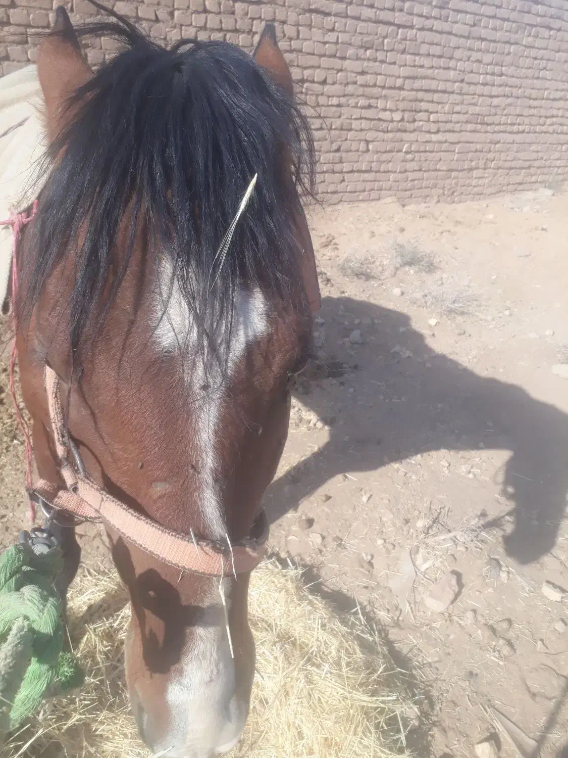 اسب|حیوانات مزرعه|سلامی, |دیوار