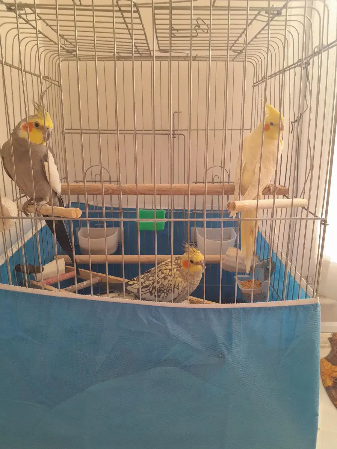 پرنده|پرنده|الوند, |دیوار