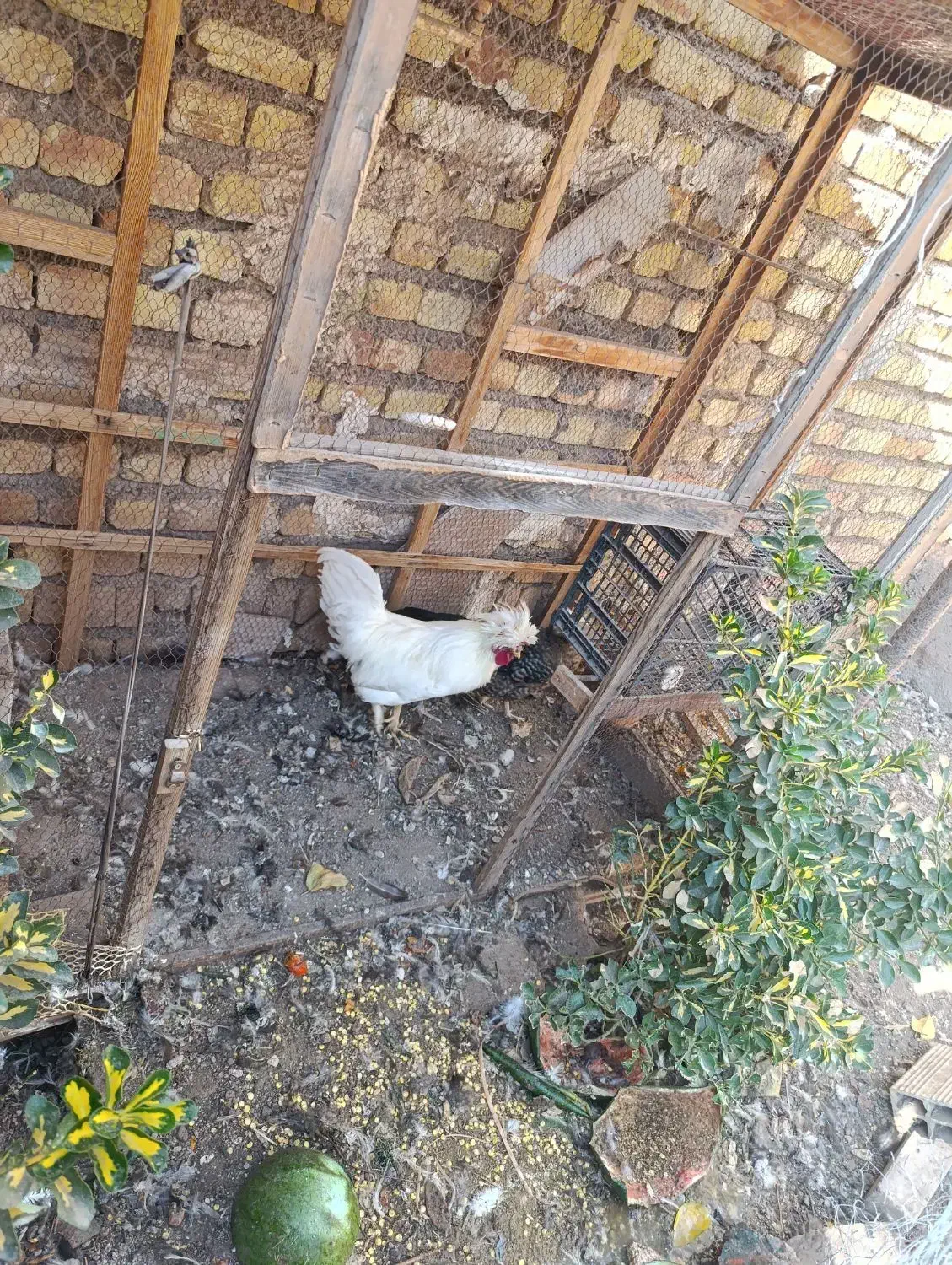 خروس و مرغ تاج دار زیبا|حیوانات مزرعه|قزوین, |دیوار