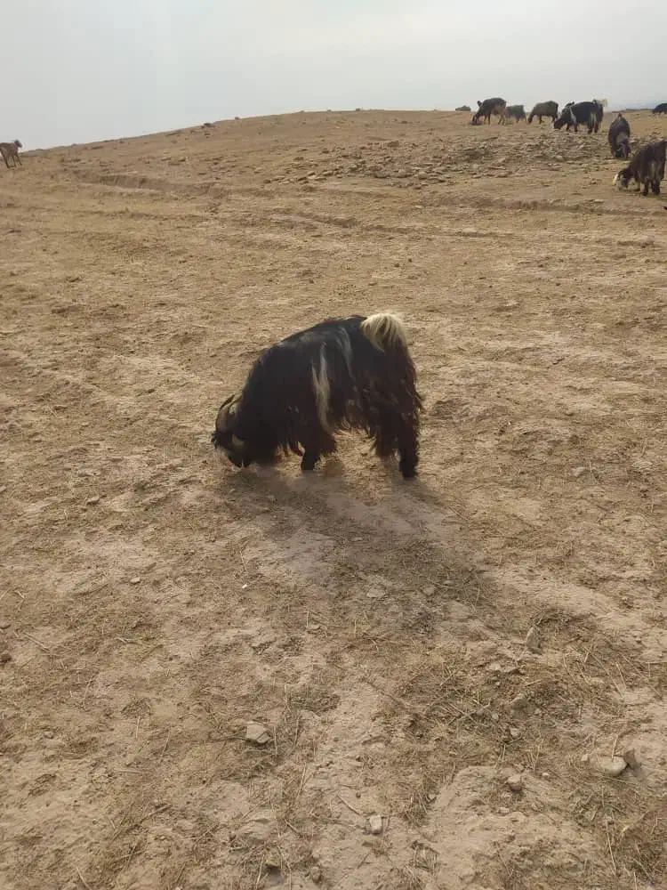 یک عدد بهده ترکی برا فروش|حیوانات مزرعه|شوشتر, |دیوار