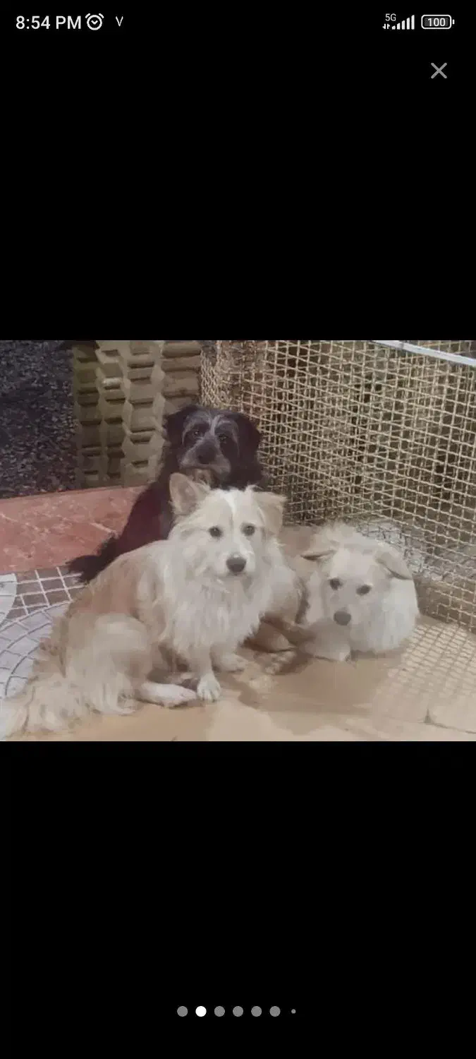 واگذاری سگ|سگ|رشت, معلم|دیوار