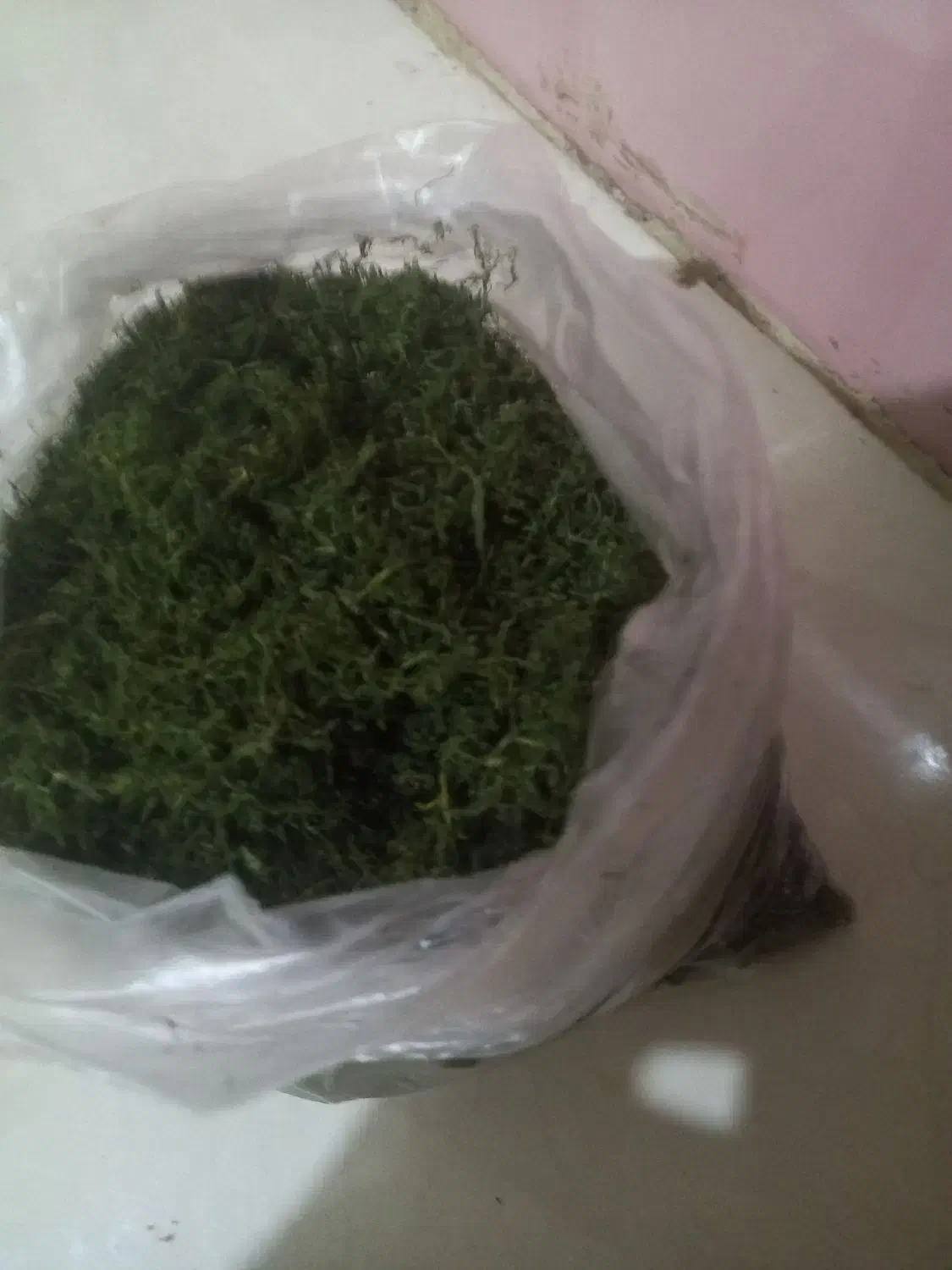 شوید خشک امسالی|خوردنی و آشامیدنی|نیشابور, شهرک رسولی|دیوار