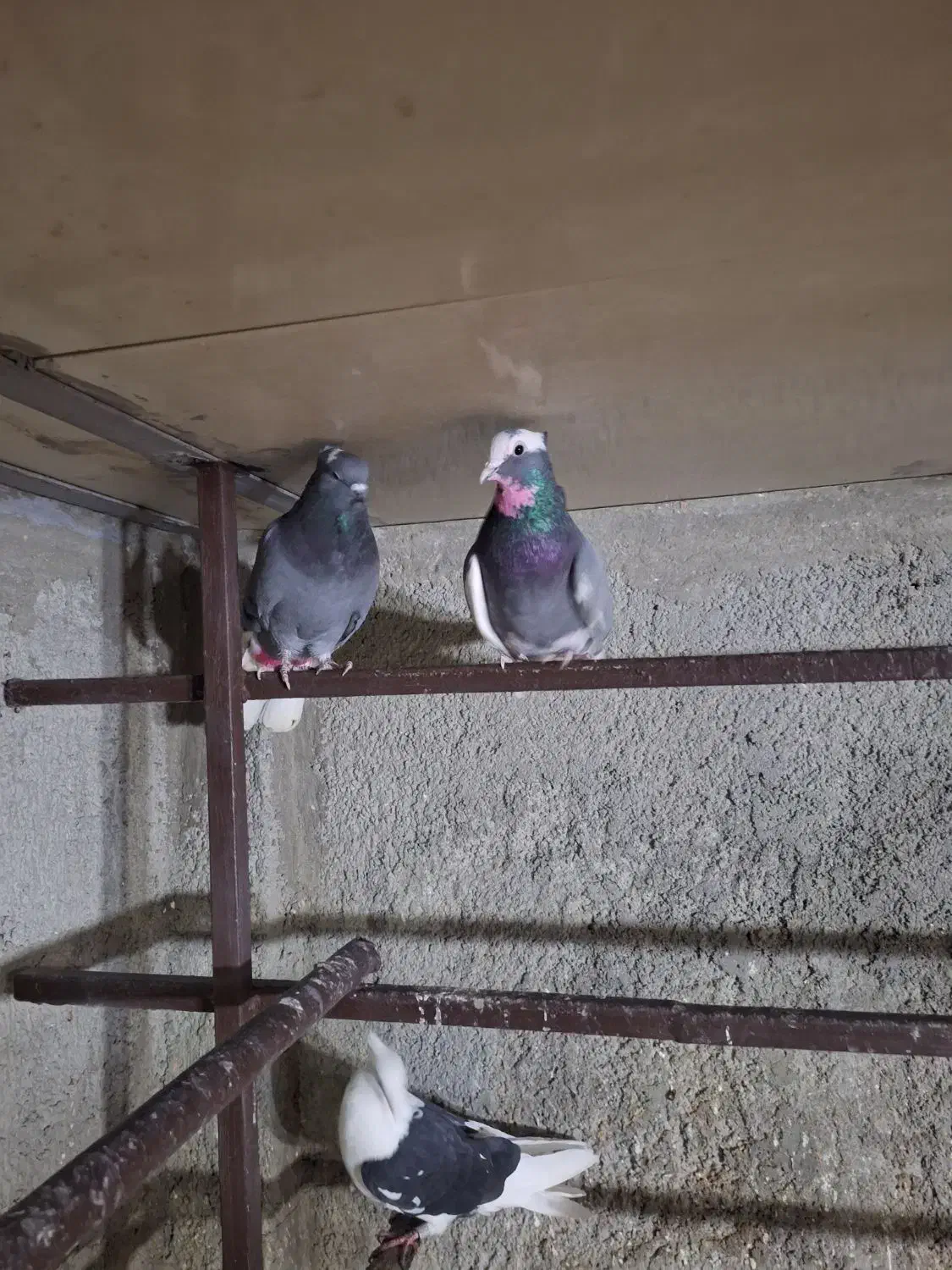 کفترپرشی|پرنده|اسلام‌شهر, شهرک سالور|دیوار